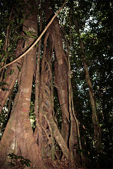 ボルネオの絞め殺し植物
