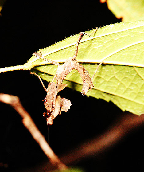ボルネオのカレエダカマキリ