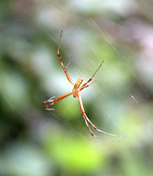 ナガコガネグモの雄の写真