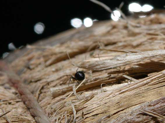 eBeBJJ΂̃EXŃgg̑DŌN̎ʐ^