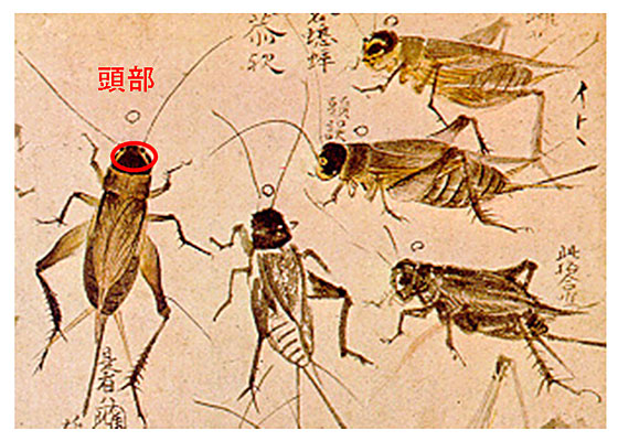 �R�I���M�̓���