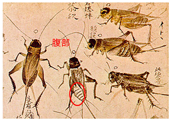 �R�I���M�̕���