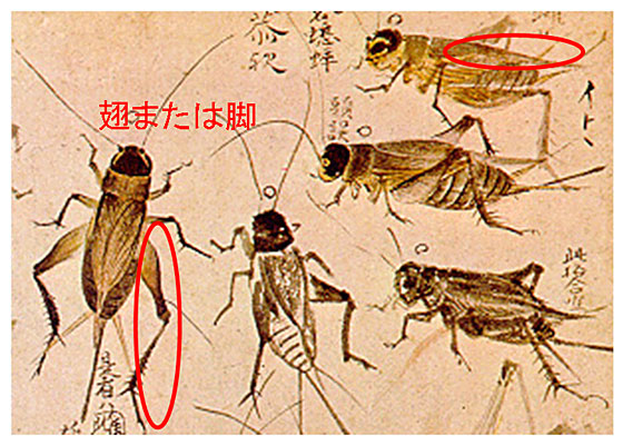 �R�I���M�����܂��͋r