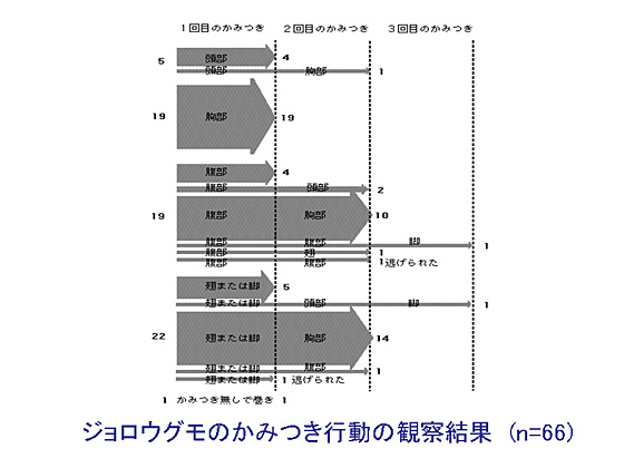 �}�P���݂��s���̊ώ@����