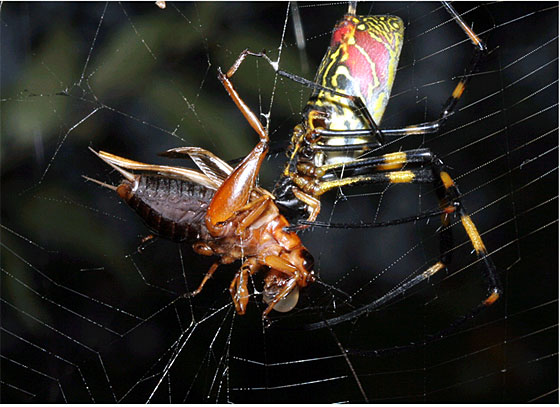 �����ւ̂��݂�