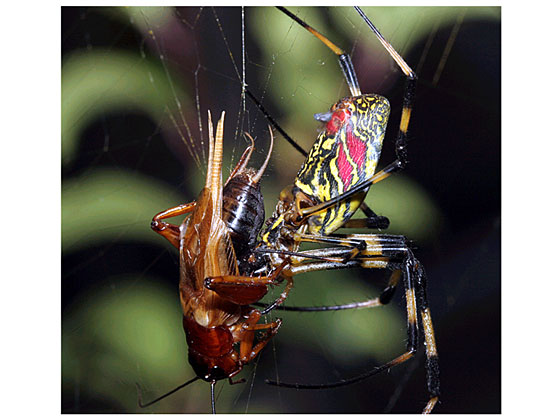 �����ւ̂��݂�