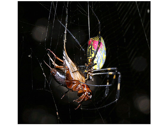 ���ւ̂��݂�