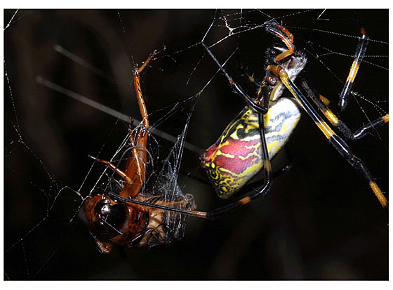 ���������s��