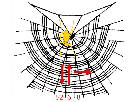 �ԏ�ł̃R�I���M�̌���