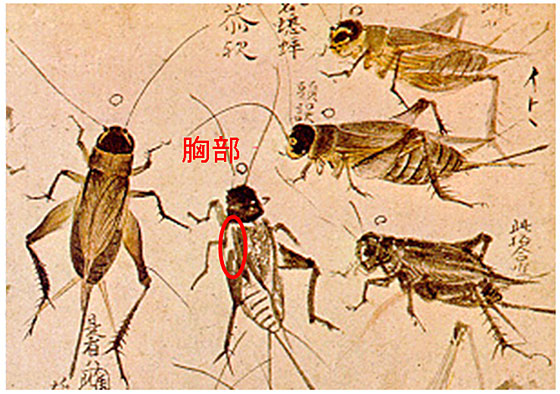 �R�I���M�̋���