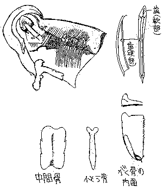ウニの口器のスケッチ